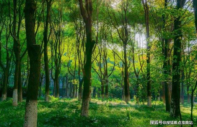 中鹰黑森林官方网站中鹰黑森林欢迎您2024最新价格户型