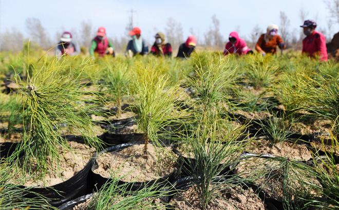 美环保专家：沙漠植树弊大于利东方某大国自称环保是骗局！(图1)