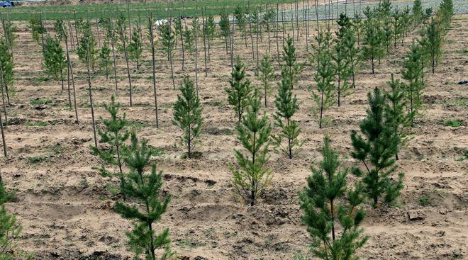 美环保专家：沙漠植树弊大于利东方某大国自称环保是骗局！(图3)