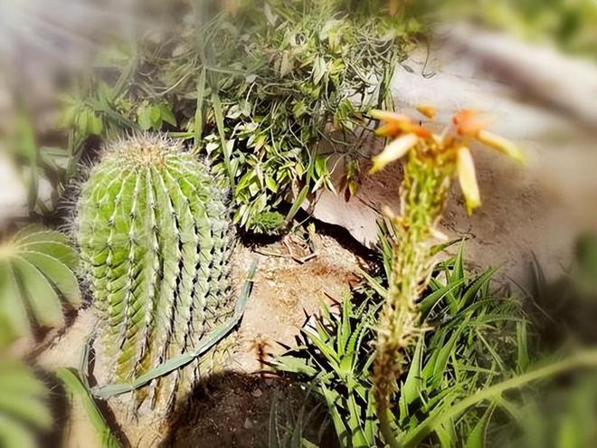 美环保专家：沙漠植树弊大于利东方某大国自称环保是骗局！(图11)