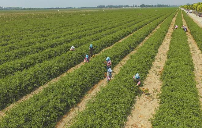 美环保专家：沙漠植树弊大于利东方某大国自称环保是骗局！(图13)