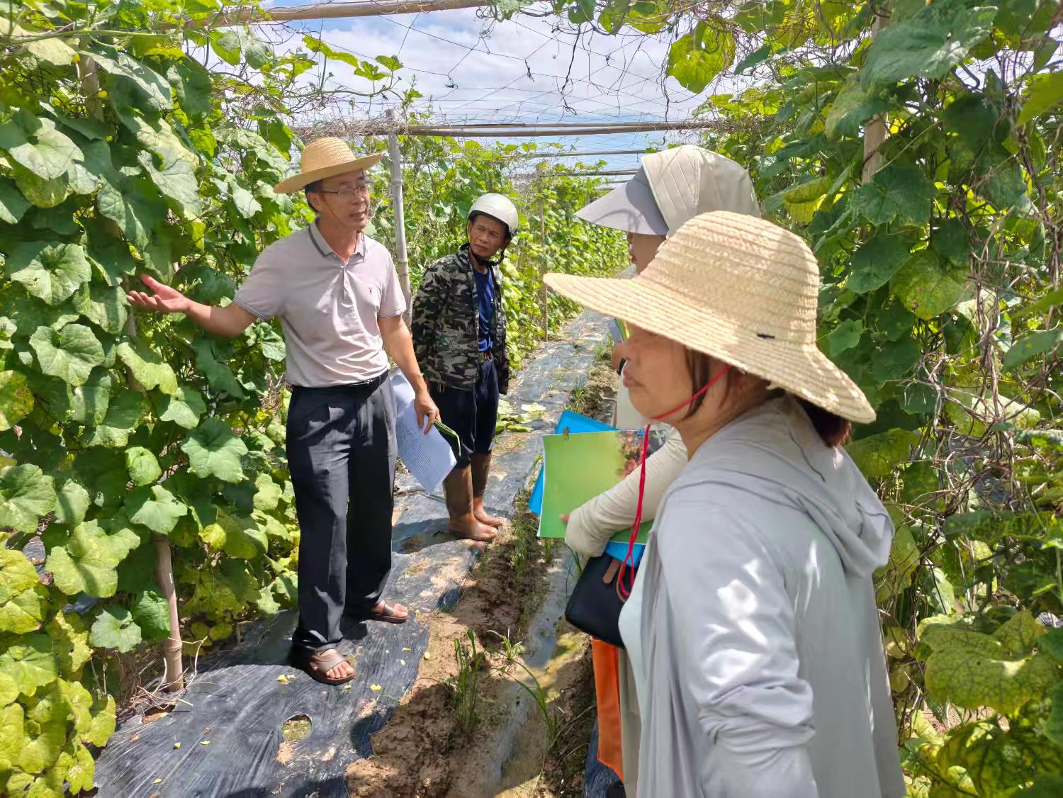 市农技中心前往新坡等镇开展丝瓜、槟榔种植技术指导(图1)
