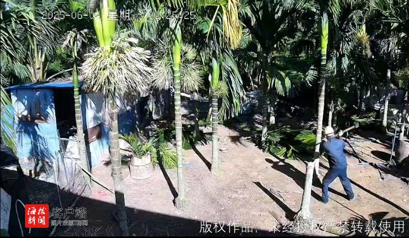 琼海一对堂兄弟因纠纷怒砍20株槟榔辖区派出所回应：案件正在进一步调查(图1)