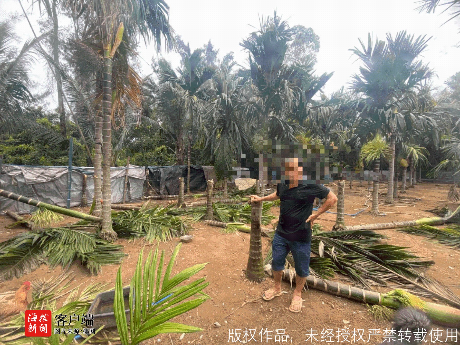 琼海一对堂兄弟因纠纷怒砍20株槟榔辖区派出所回应：案件正在进一步调查(图2)