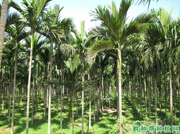 海南槟榔青果价格狂涨激发种植热：种苗价创新高扩种风险不容忽视(图1)