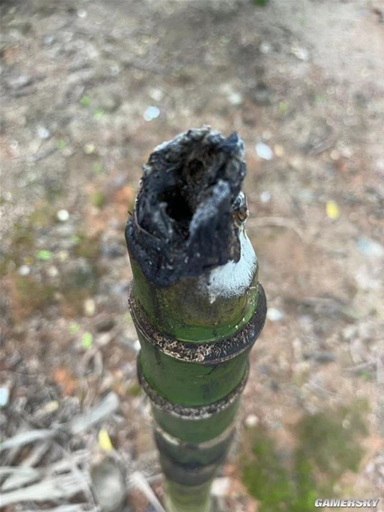 槟榔之乡8成树染病槟榔种植户从年入百万到现收入0(图2)
