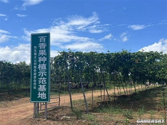 槟榔之乡8成树染病槟榔种植户从年入百万到现收入0(图3)