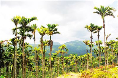 奋进2025！实干践初心四都镇十大工作掠影(图1)