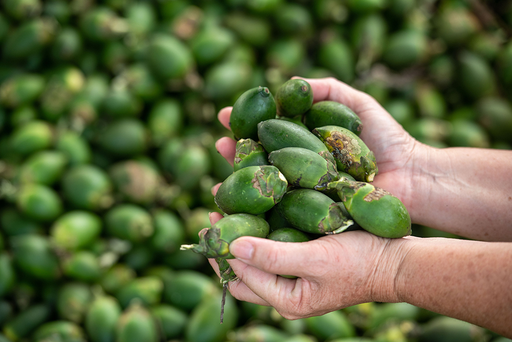 1500收进1300卖出！孟加拉一停收缅甸伊洛瓦底椰子商亏到肉疼(图1)