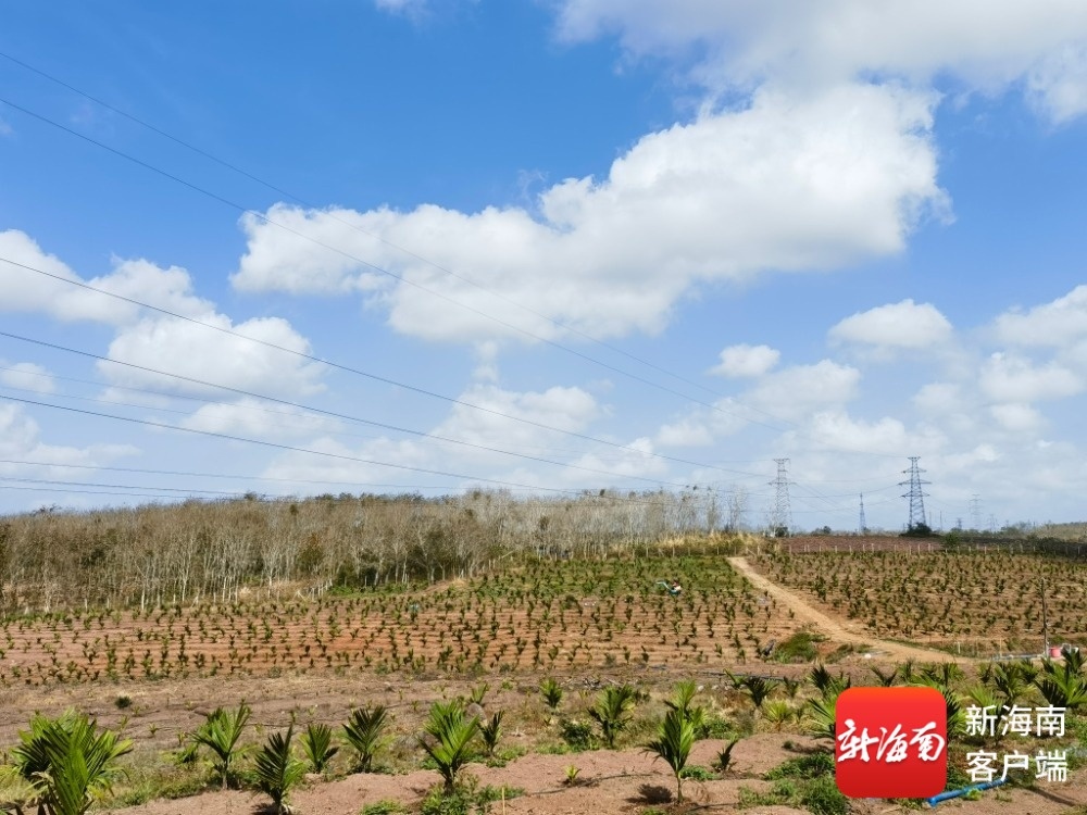 儋州华侨现代农业生态产业园开园(图1)