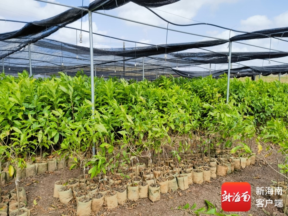 儋州华侨现代农业生态产业园开园(图2)