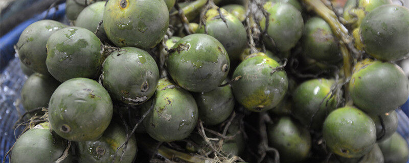 乐虎国际请问一下你们我们海南农村种橡胶和种槟榔的农民是否有相应的补贴政策呢？(图1)