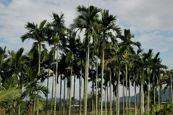 看见古村｜海南白查村：舟影倒扣黎韵悠长(图1)
