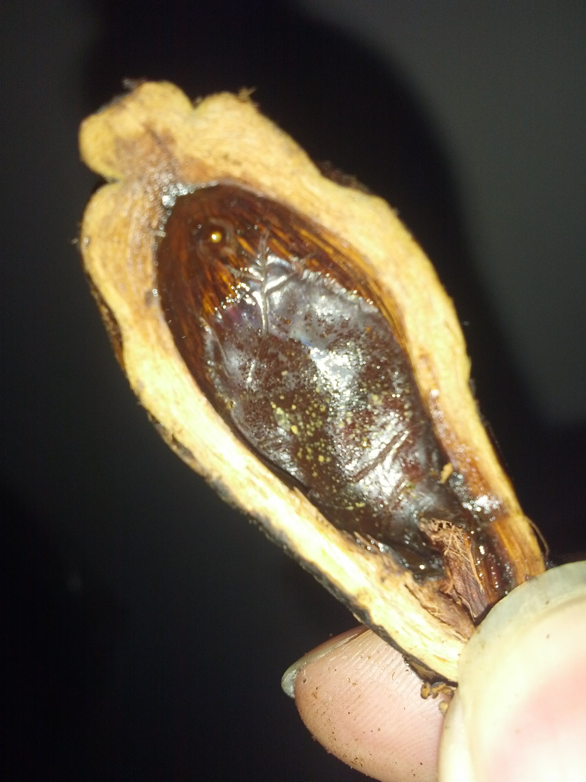 槟榔养生功效和贮存方法(图1)