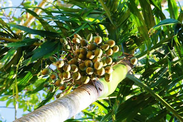 乐虎国际股份有限公司网民眼中的槟榔：不是零食是慢性的“脸癌”！(图1)