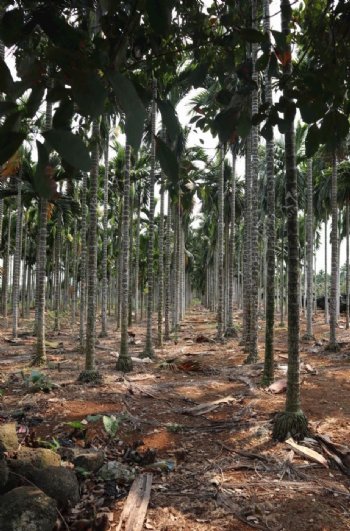 “琼中主播”：让深山好物“云”邮全国(图1)