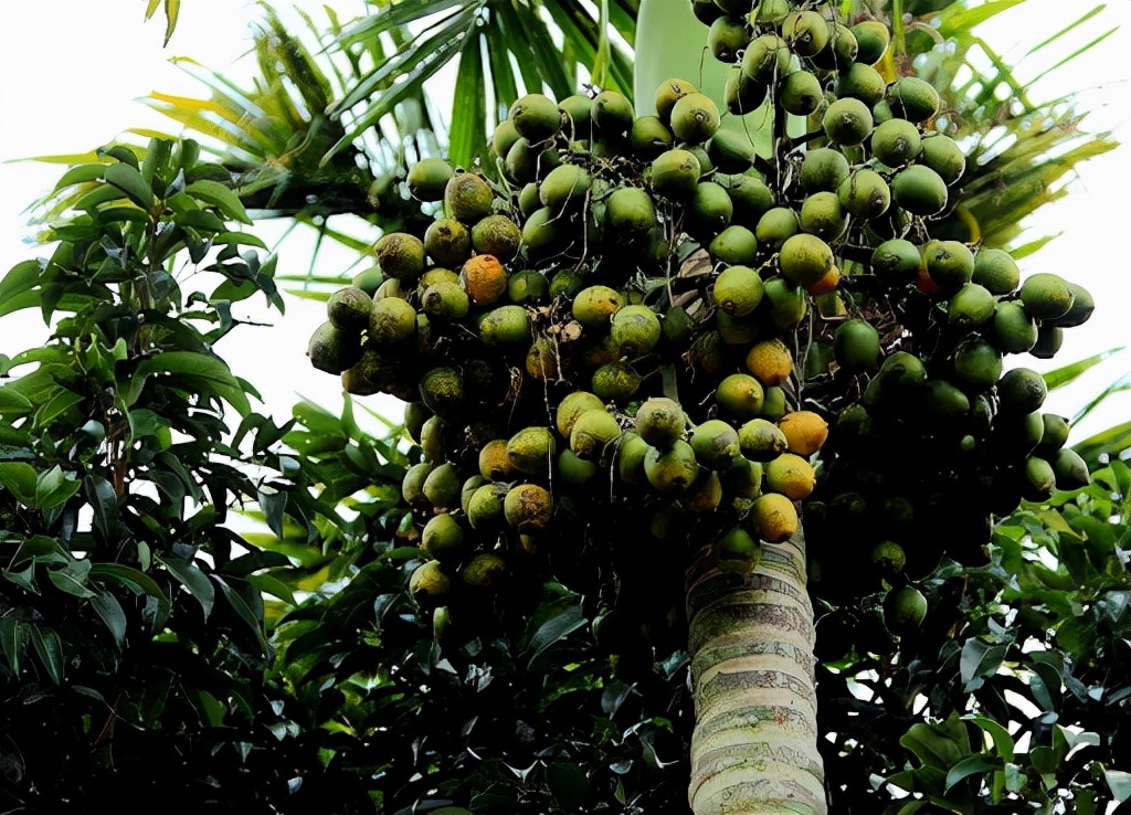 海南生态健康农业研讨会在澄迈举办共谋热带特色农业绿色发展新路径(图1)