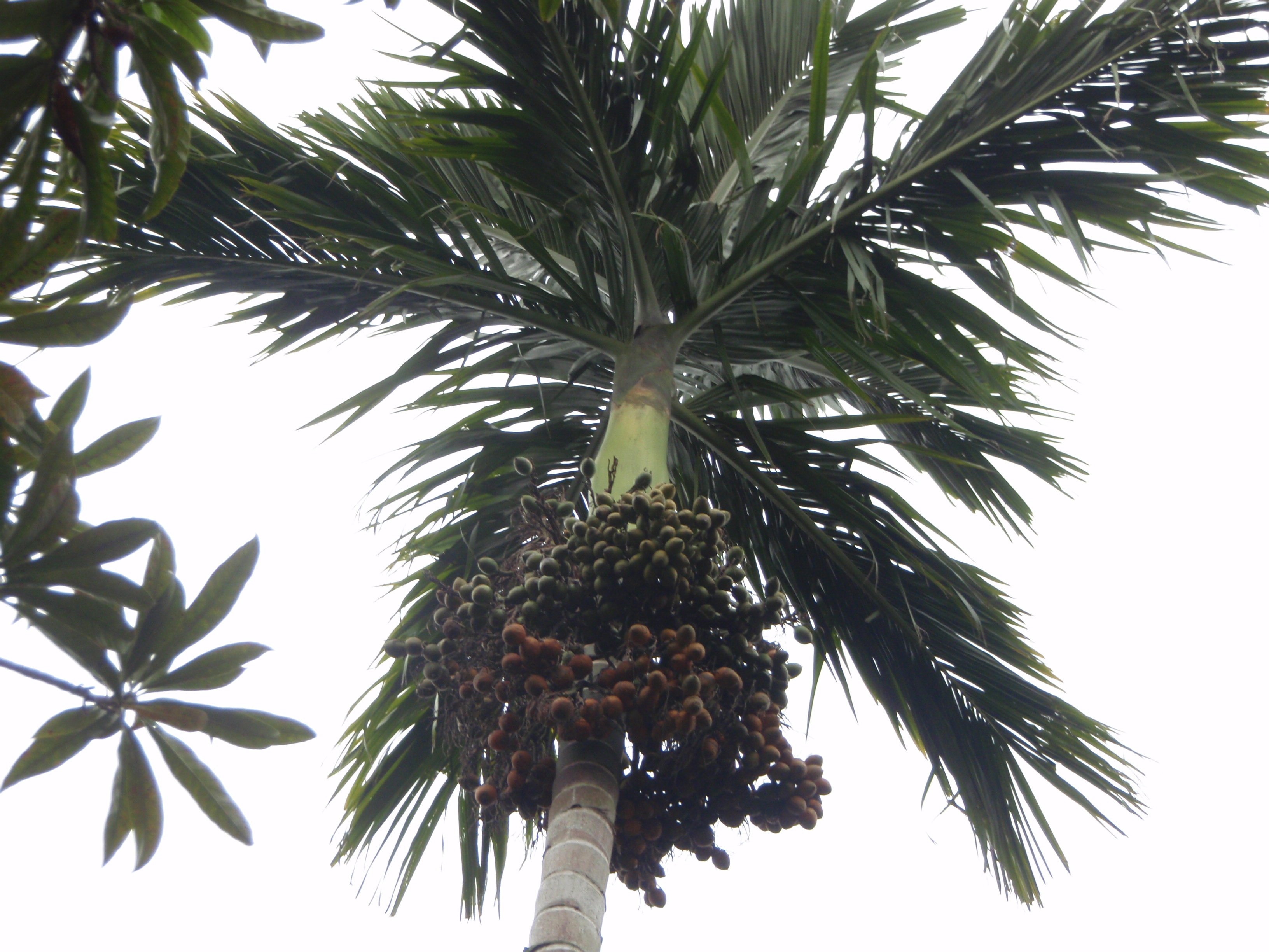 办案札记假冒注册商标罪与销售假冒注册商标的商品罪：法律精析与典型案例汇编(图1)