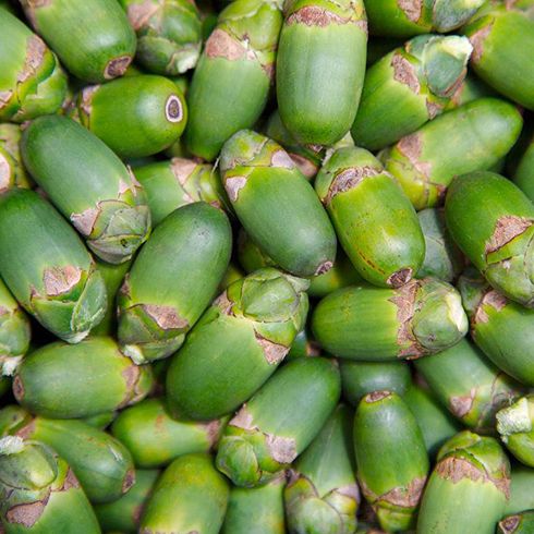 2026口腔护理行业：从量变到质变的五年跨越(图1)