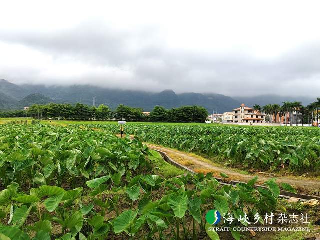 【金牌旅游村】福建｜集美区田头村：诗意田园醉美人文(图3)