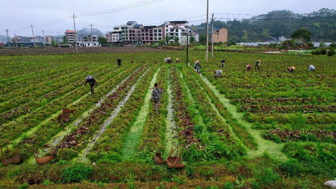 闽清春日抢收耕种忙绘就乡村振兴新画卷(图1)