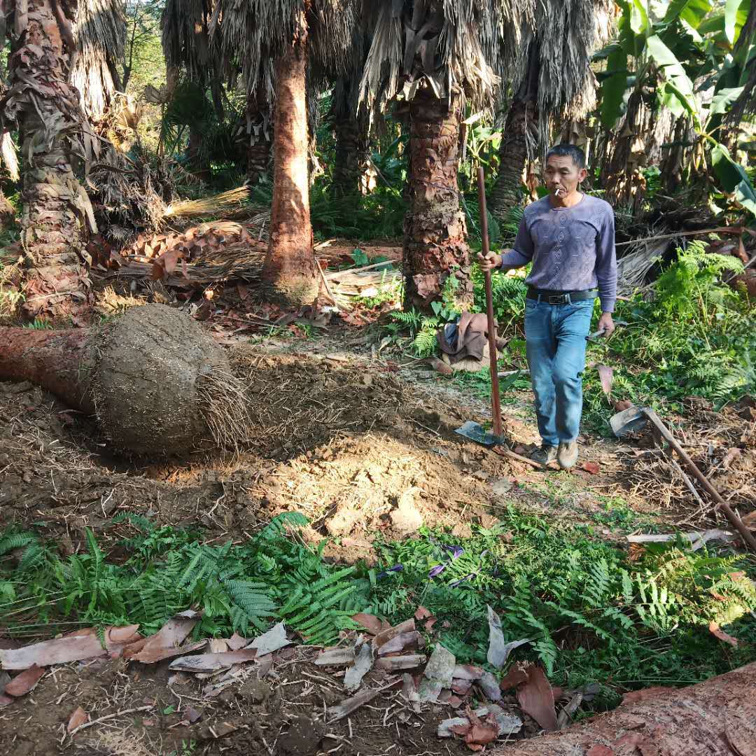 玉溪市推动新一届村（社区）“两委”办好2026年10件民生实事(图1)