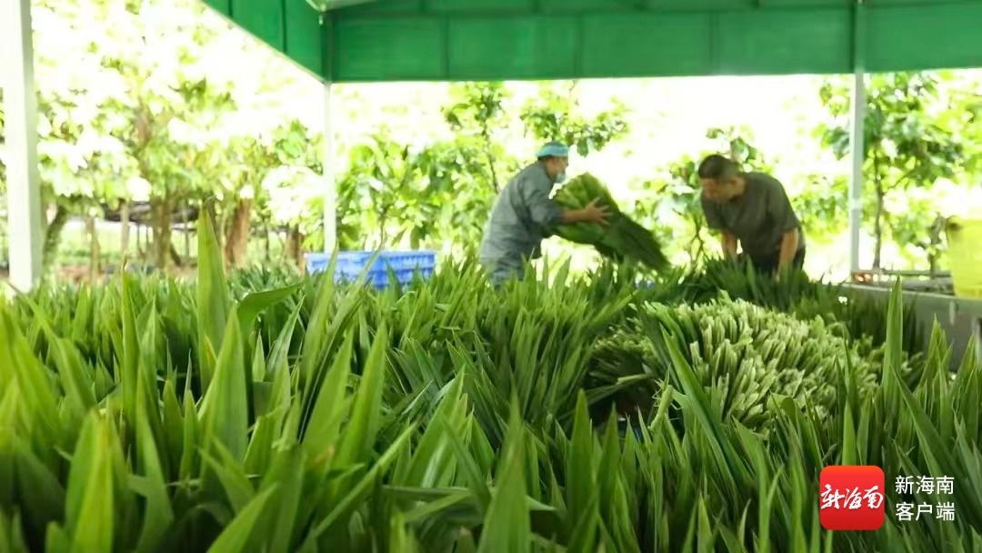 万宁特色农产品打出“组合拳”拓宽品牌出海通道(图1)