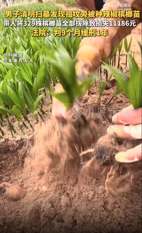 男子清明扫墓发现祖坟旁被种辣椒和槟榔苗带人将329株槟榔苗全部拔除致损失11186元法院：判处有期徒刑9个月缓刑1年(图1)