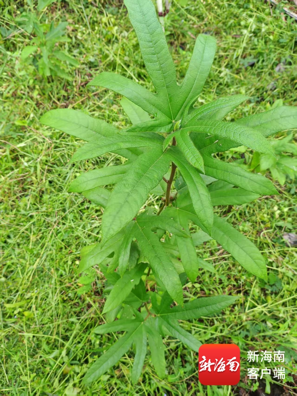 lehu国际乐虎官网槟榔林间种五指毛桃三亚蹚出“一地双收”发展新路子(图1)