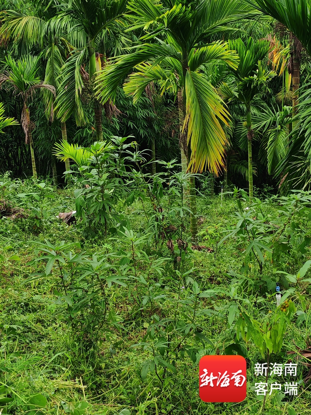 lehu国际乐虎官网槟榔林间种五指毛桃三亚蹚出“一地双收”发展新路子(图2)