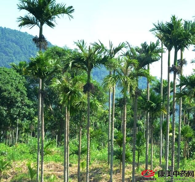 lehu国际乐虎官网各美其美的咖啡之都(图1)